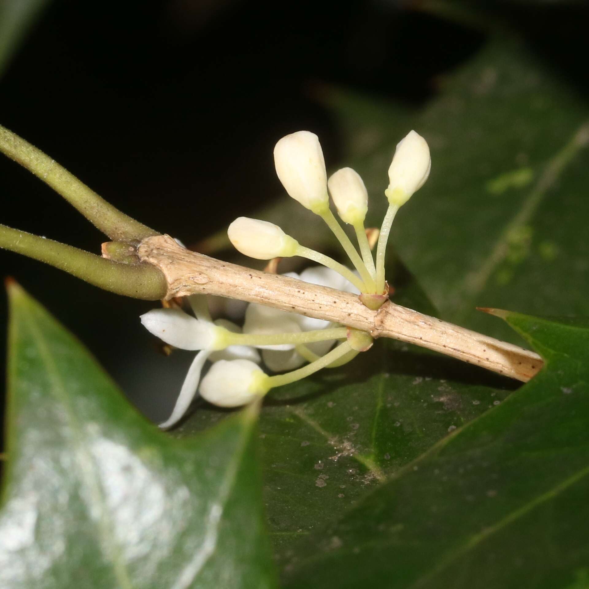 Image of holly osmanthus