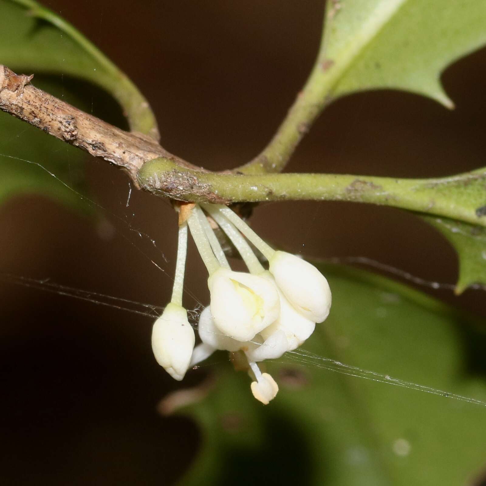 Image of holly osmanthus