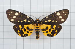 Image of Aglaomorpha histrio (Walker 1855)