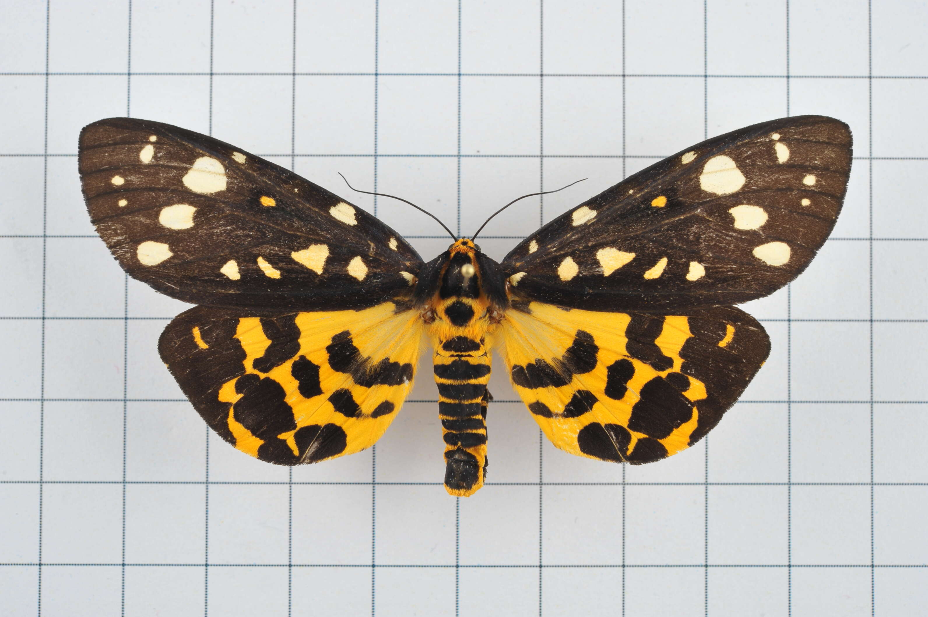 Image of Aglaomorpha histrio (Walker 1855)