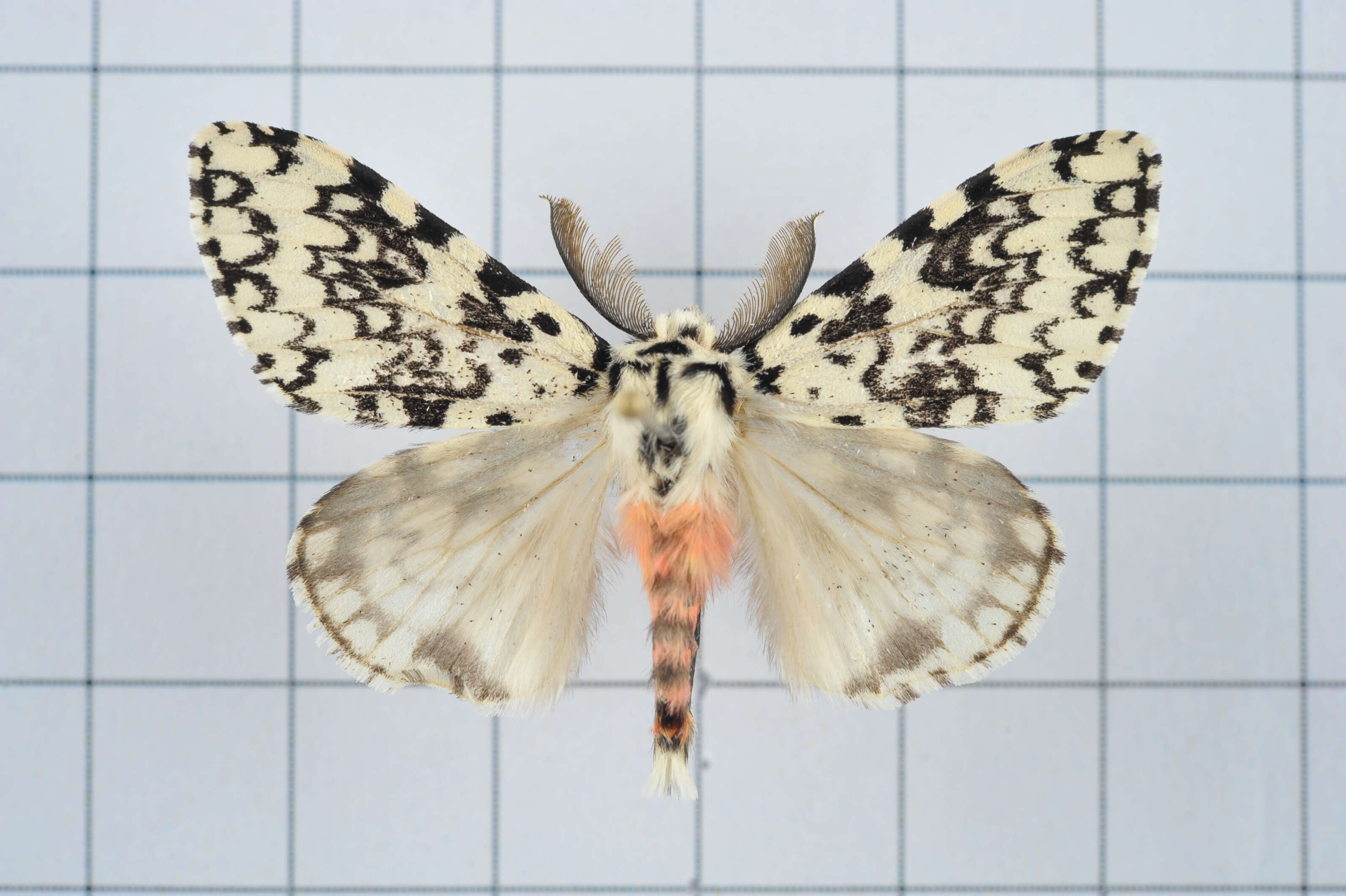 Image of Lymantria concolor Walker 1855