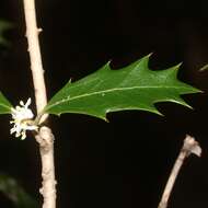 Image of holly osmanthus