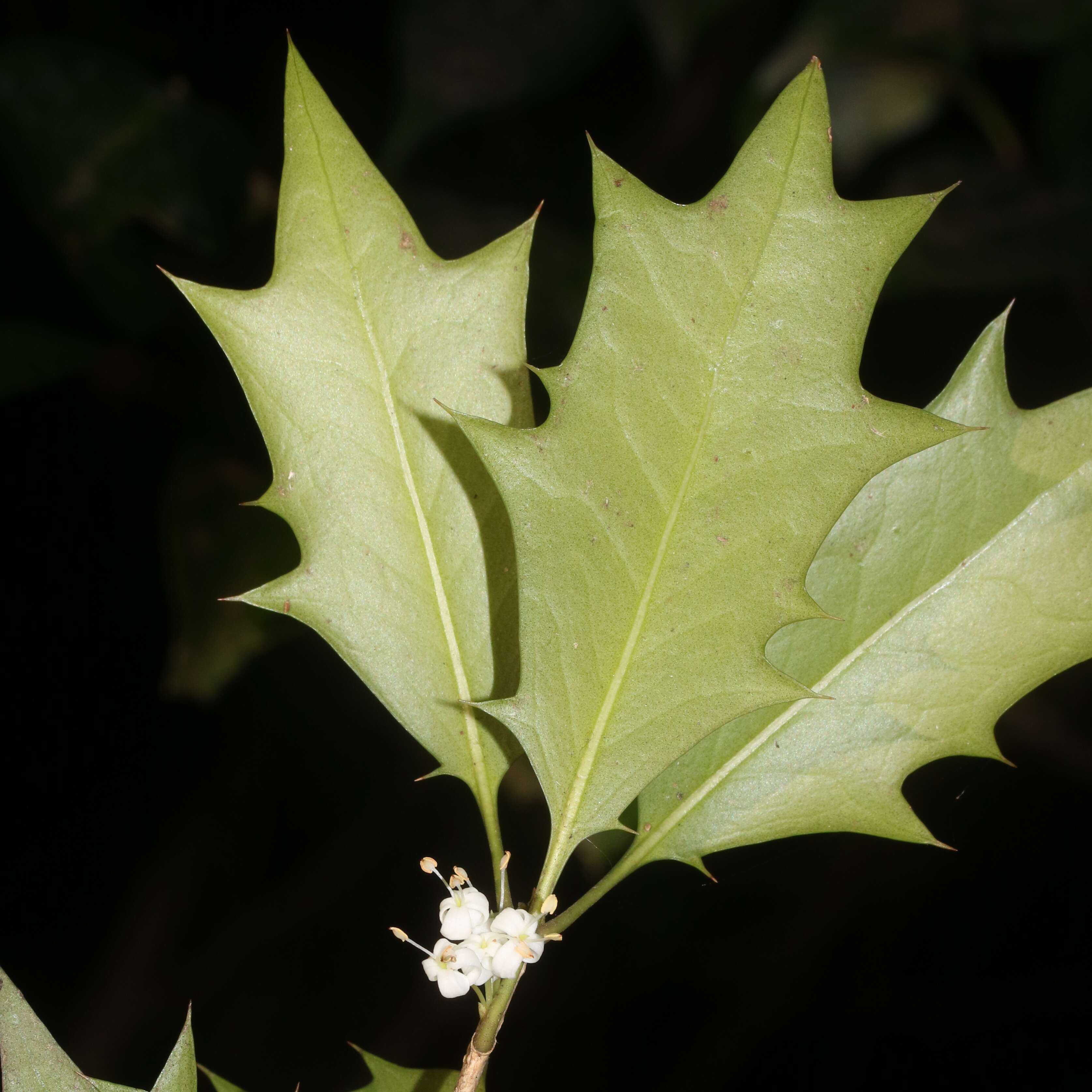 Image of holly osmanthus