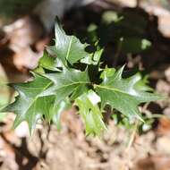 Image of holly osmanthus