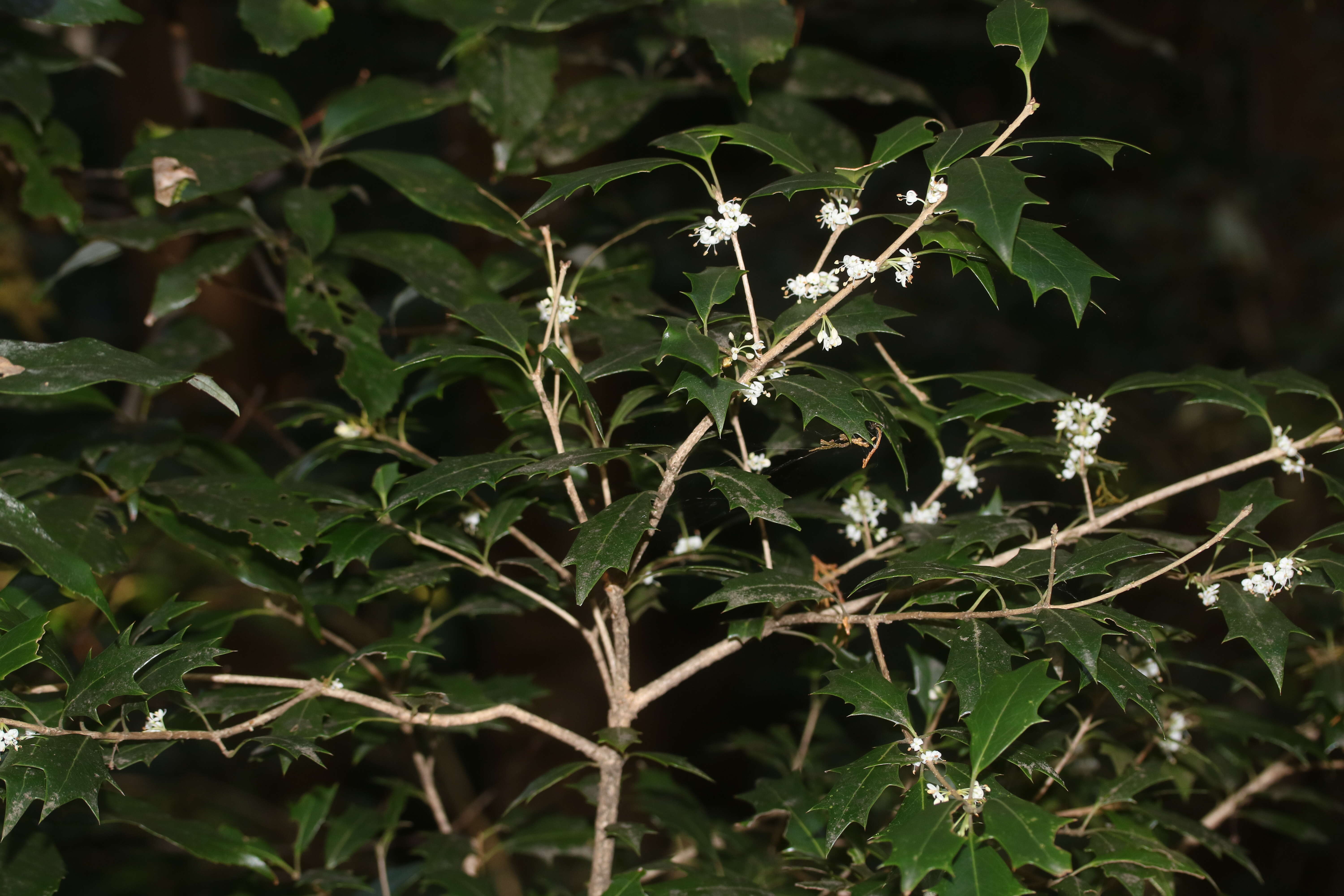 Image of holly osmanthus