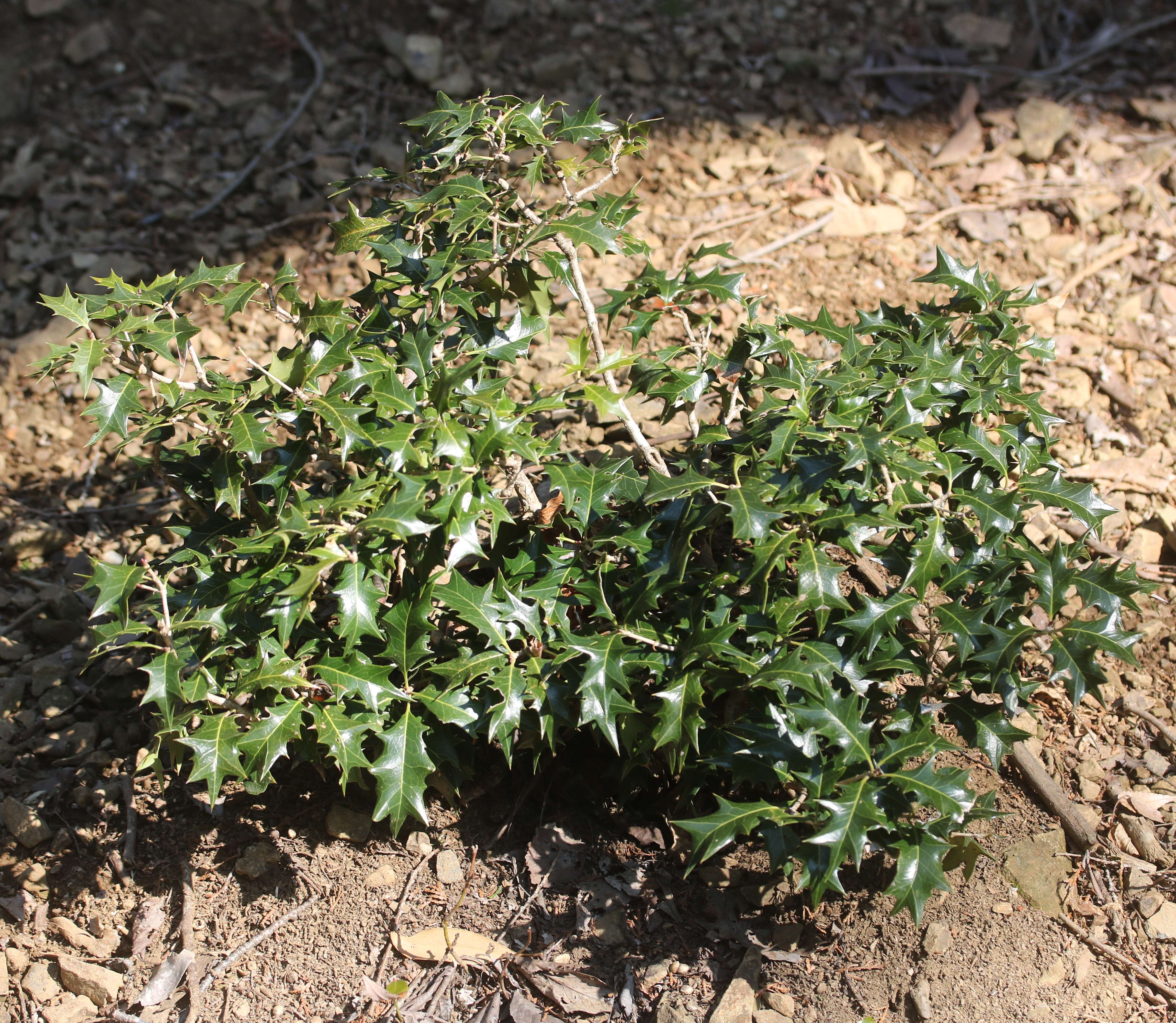 Image of holly osmanthus