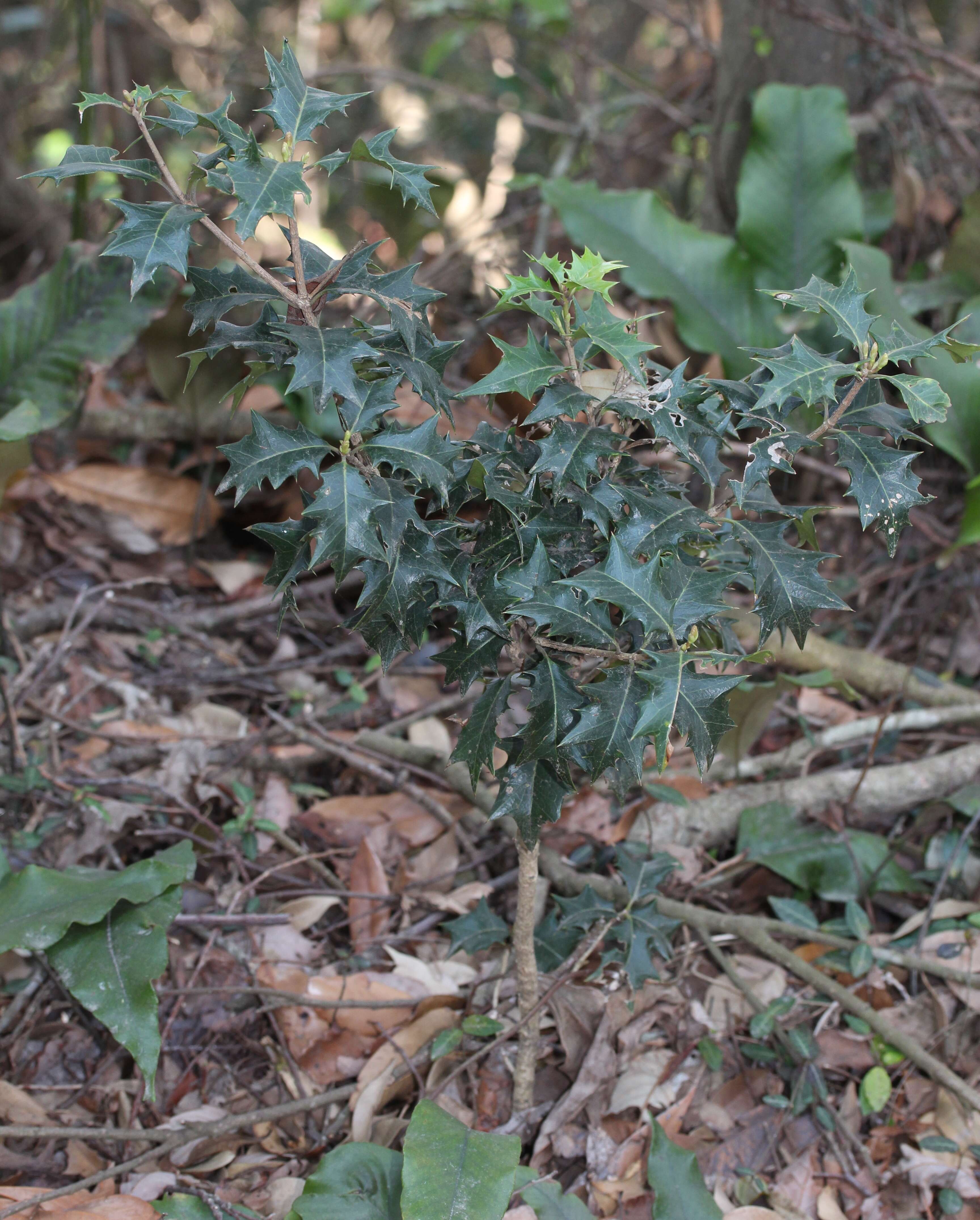 Image of holly osmanthus