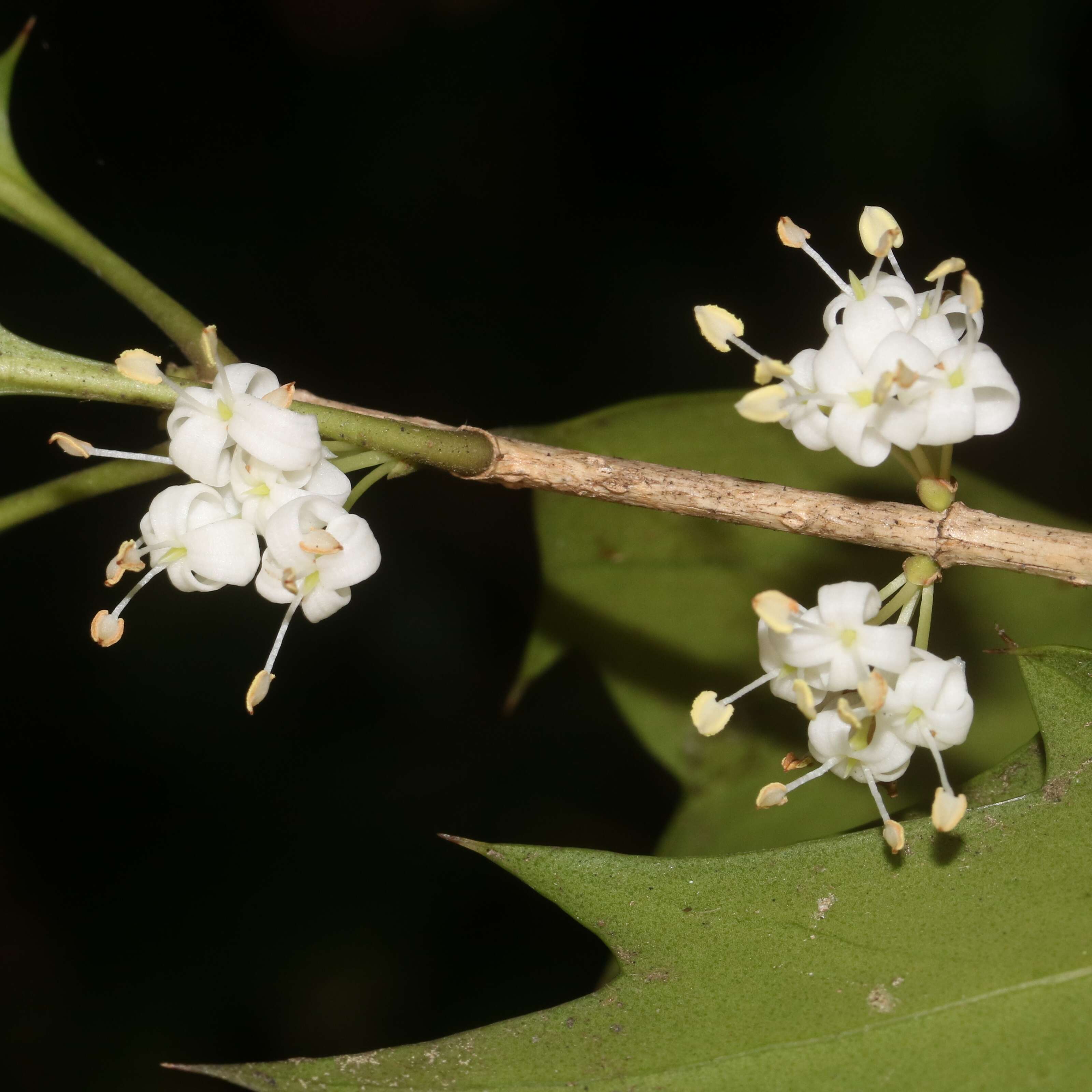 Image of holly osmanthus