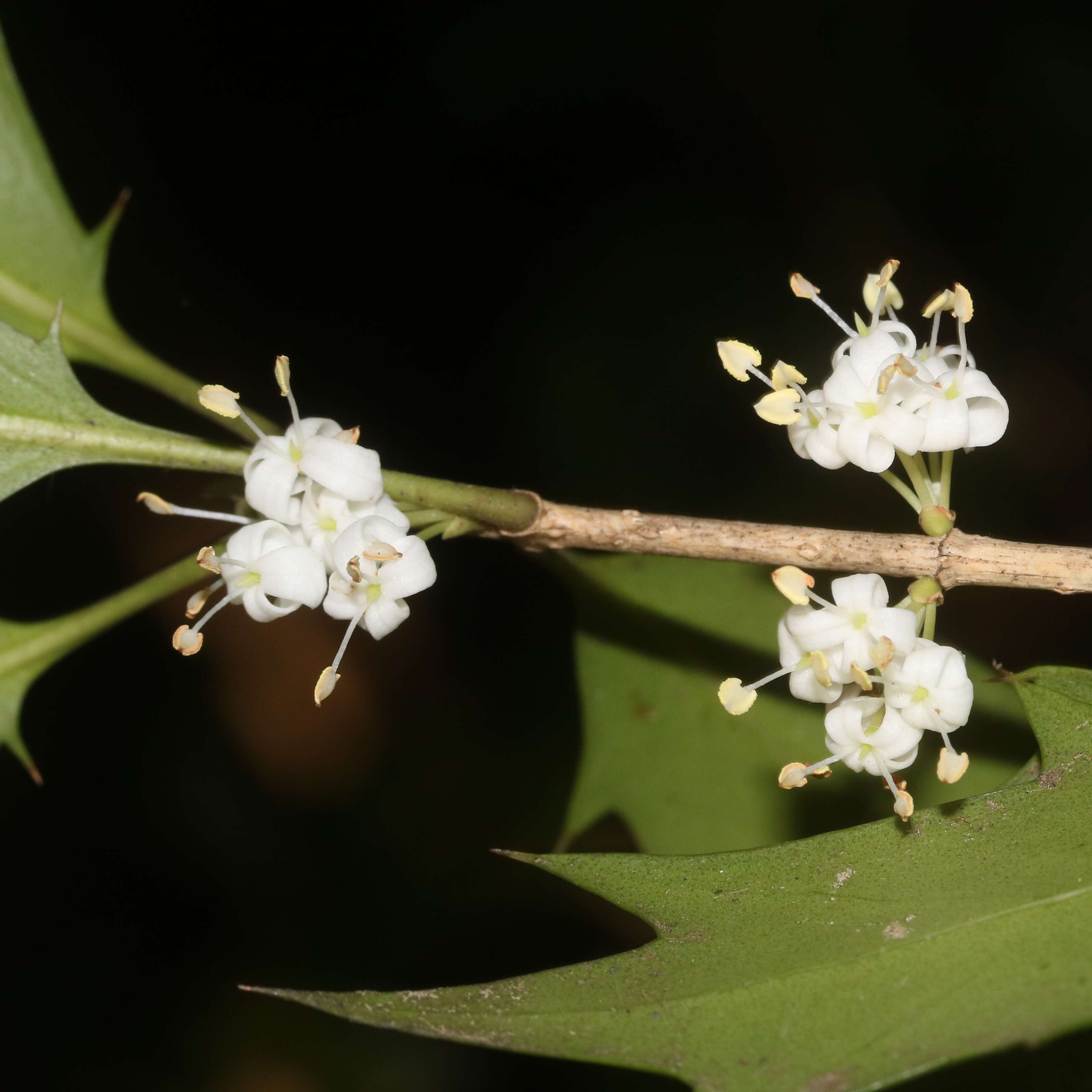 Image of holly osmanthus