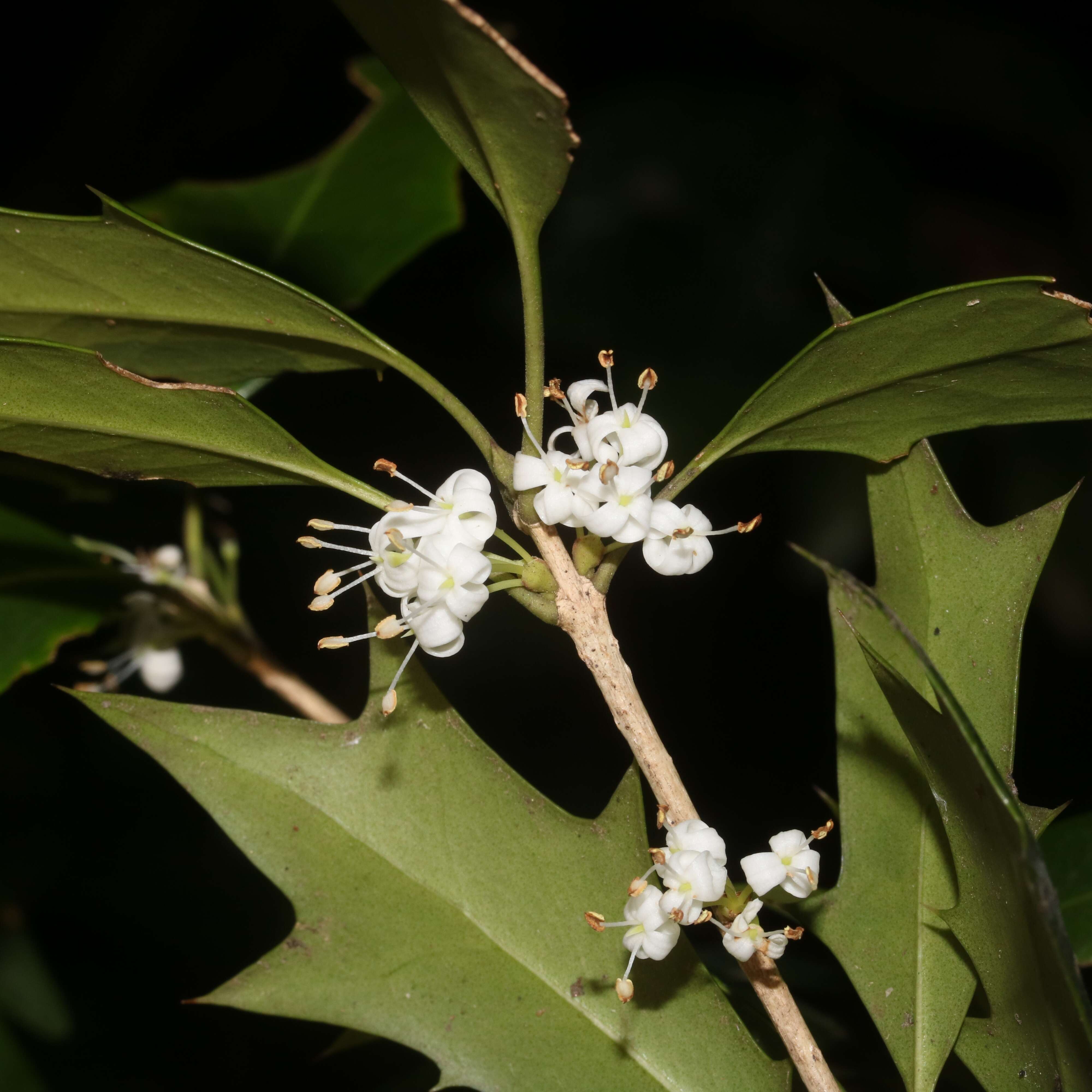 Image of holly osmanthus