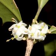 Image of holly osmanthus