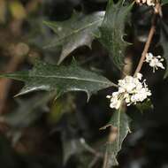 Image of holly osmanthus