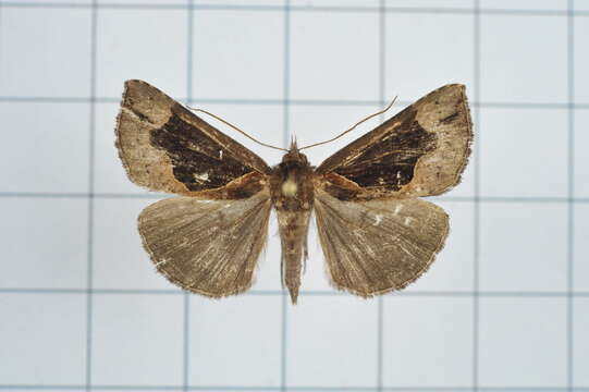 Image of Hypena cyanea Hampson 1893