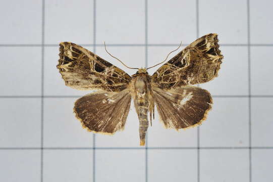 Image of Callopistria rivularis Walker 1857