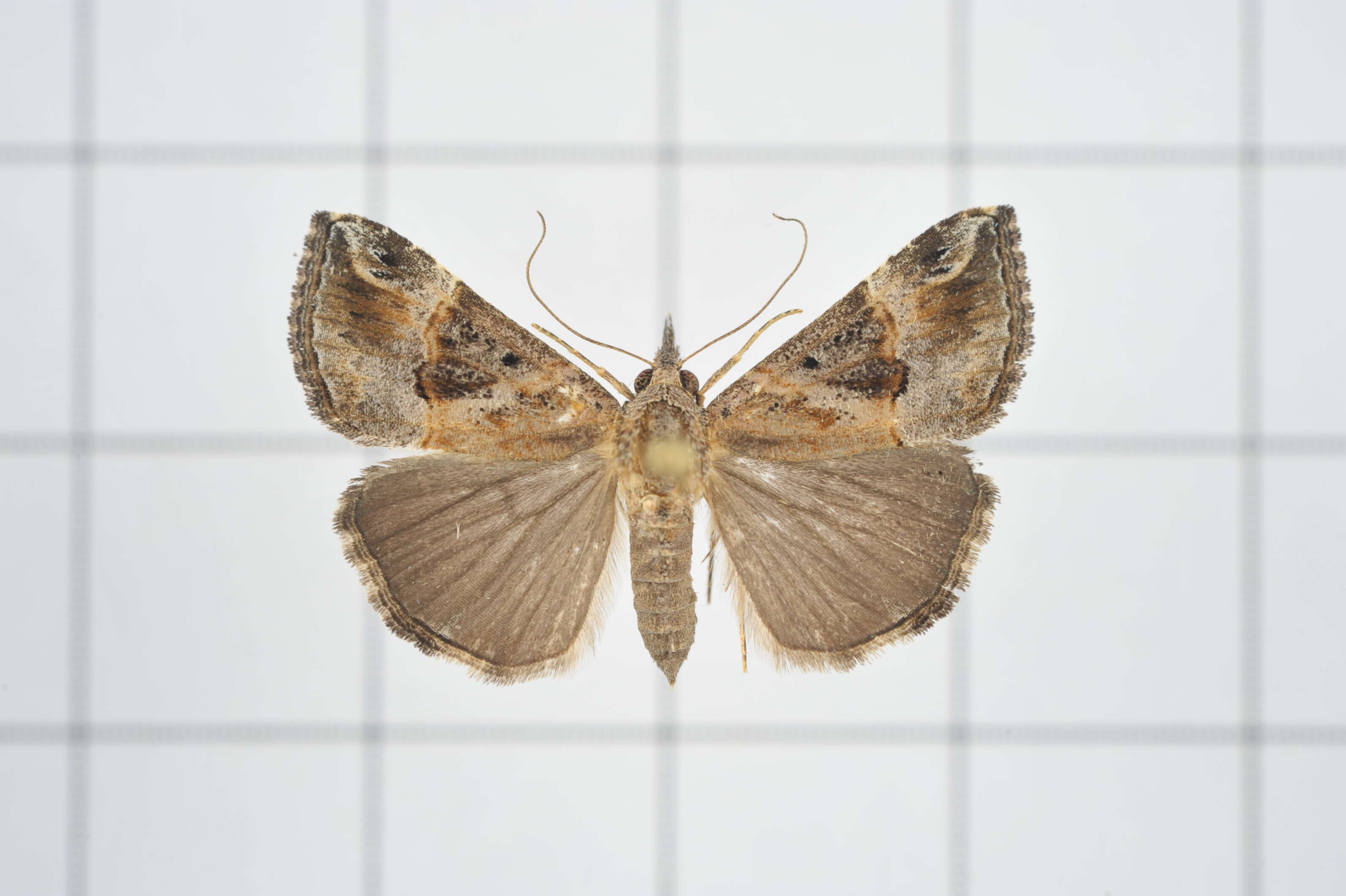 Image of Moth