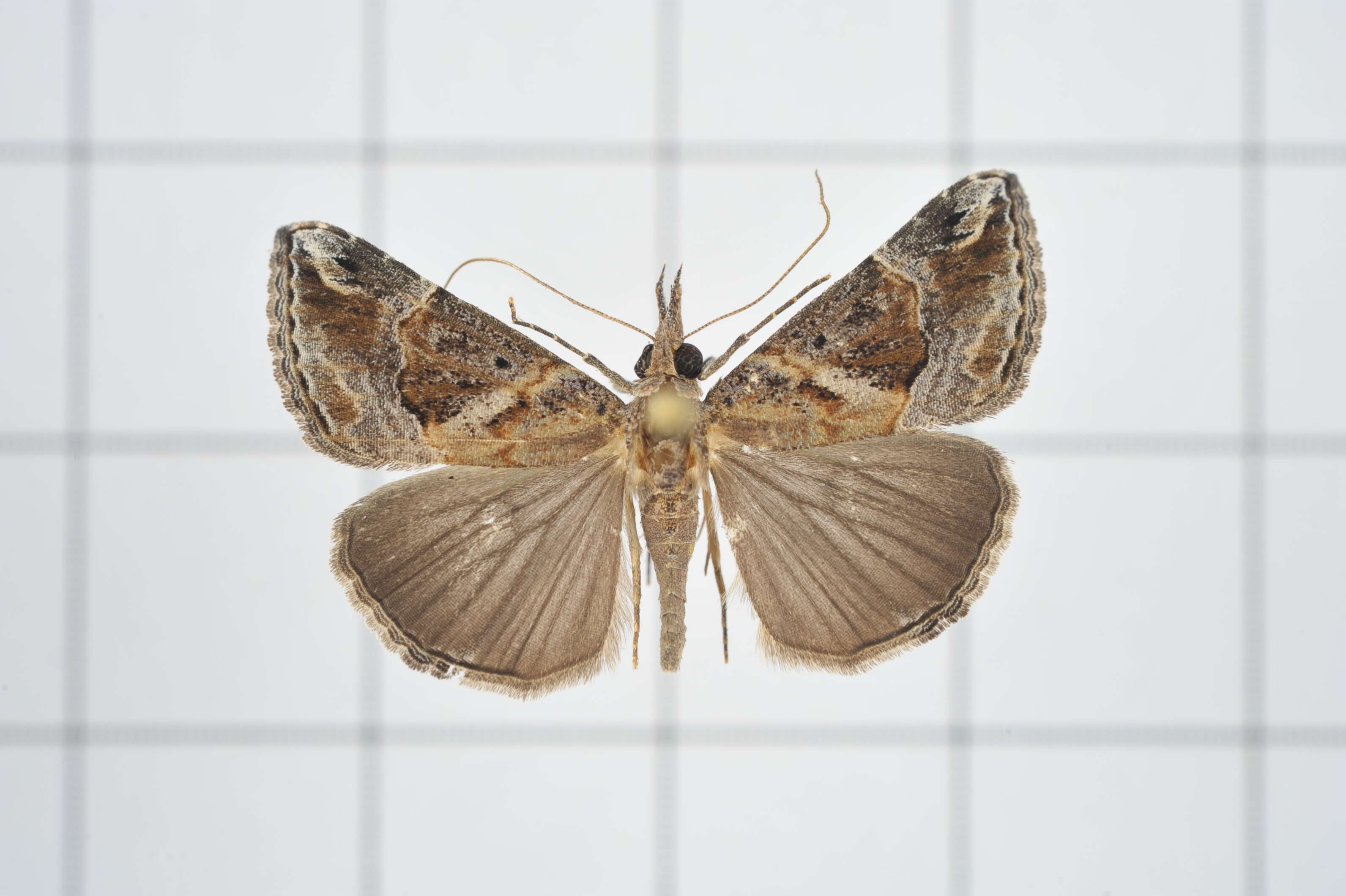 Image of Moth