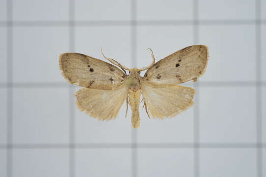 Image of Eugoa grisea Butler 1877