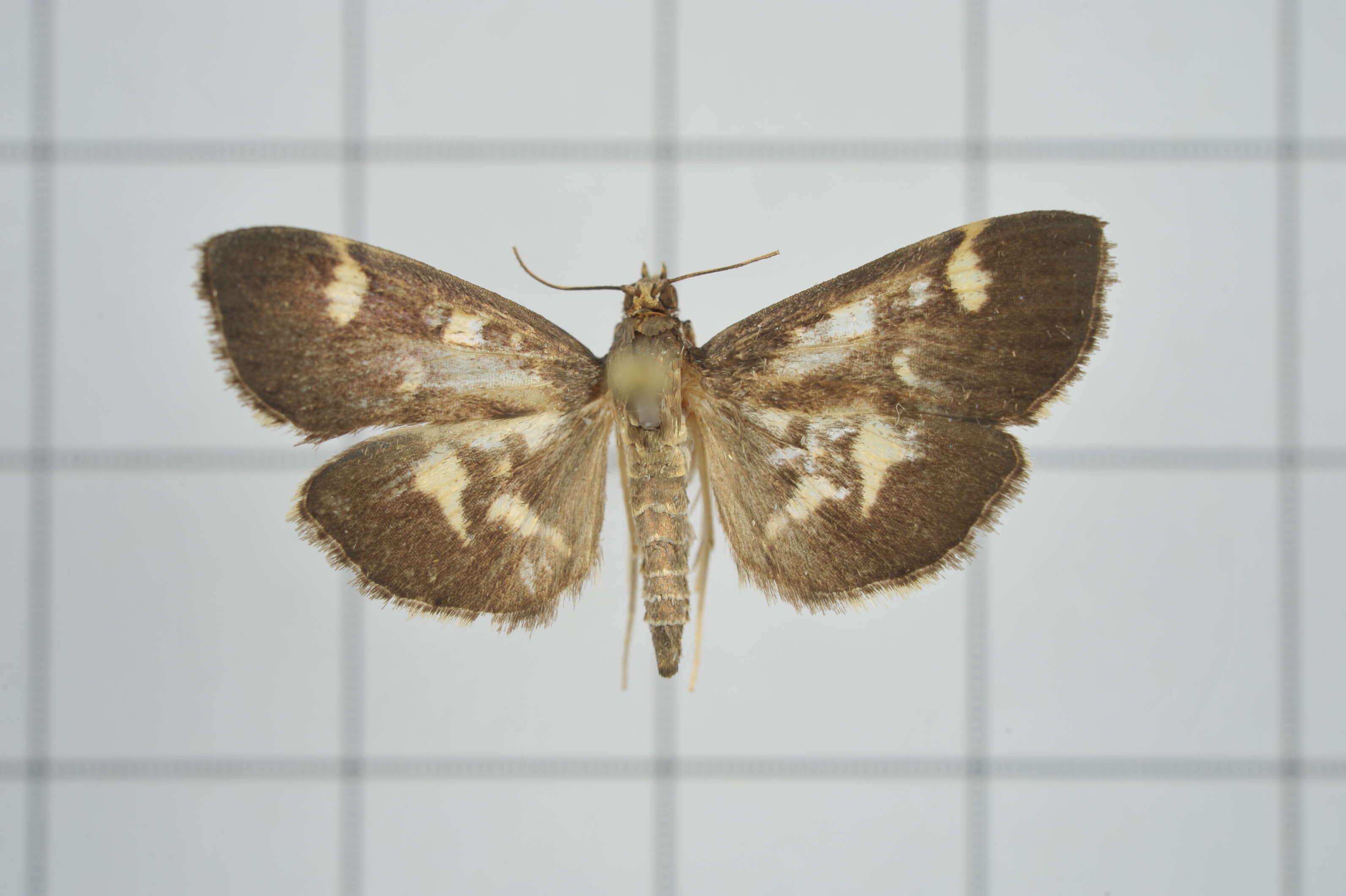 Image de Herpetogramma luctuosalis Guenée 1854