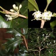 Image of holly osmanthus