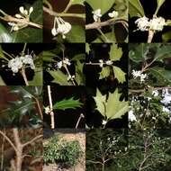 Image of holly osmanthus