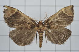 Image of Omphalomia hirta South 1901