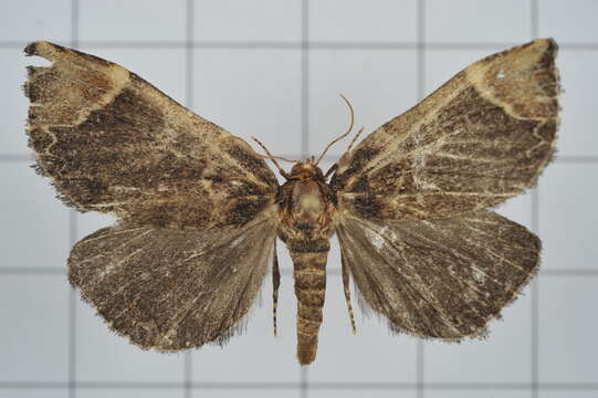 Omphalomia hirta South 1901的圖片