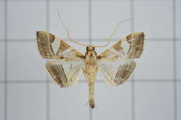 Agrioglypta itysalis Walker 1859 resmi