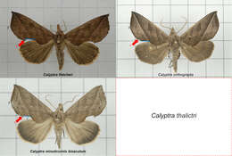 Image of Calyptra minuticornis Guenée 1852