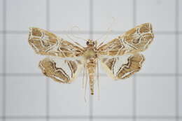 Image of Paracymoriza vagalis Walker 1865