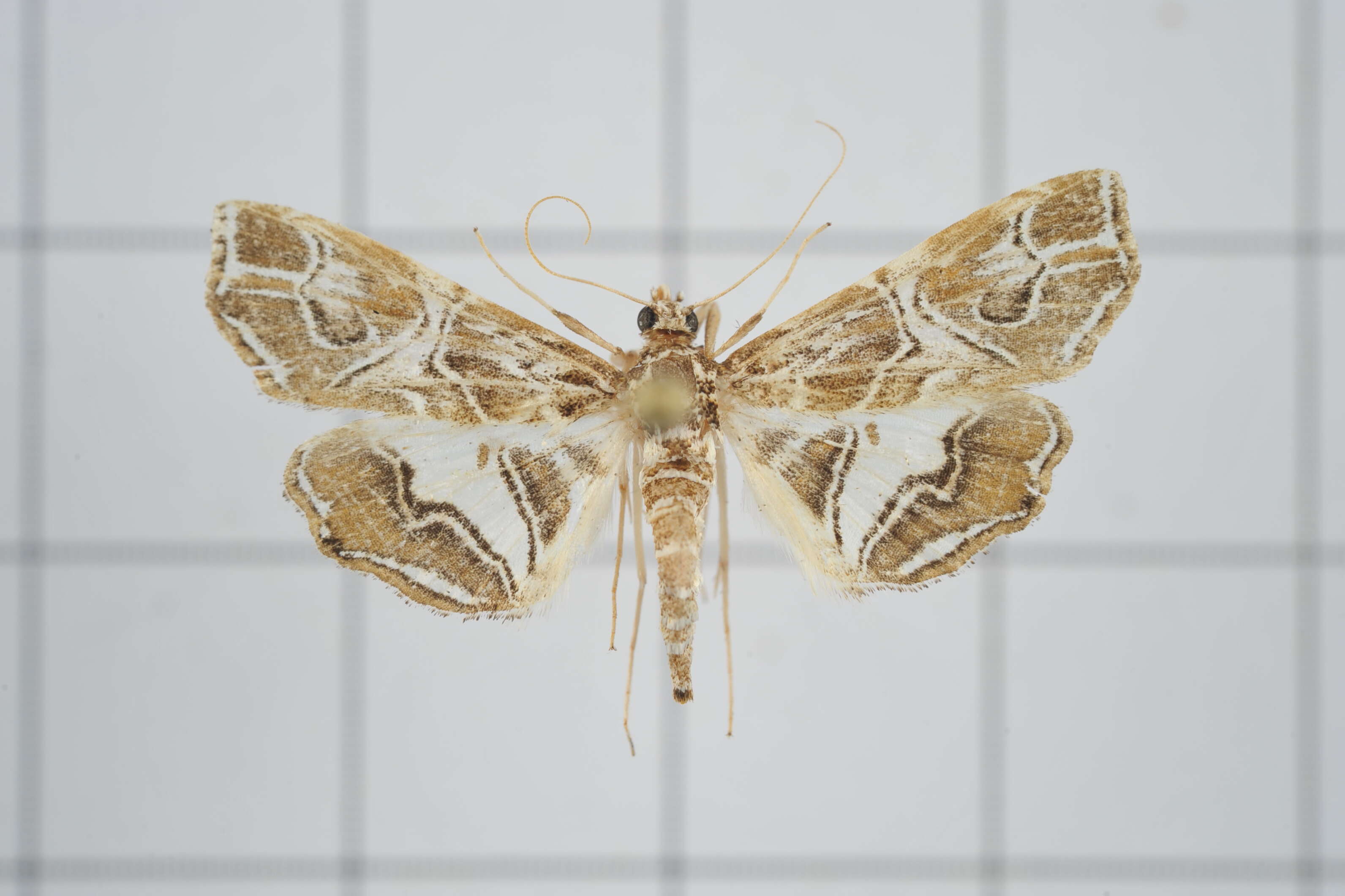 Image of Paracymoriza vagalis Walker 1865