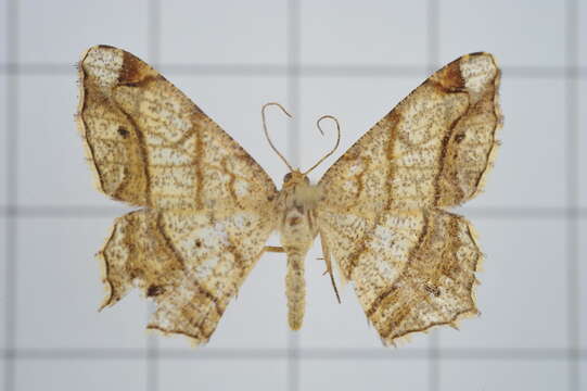 Image of Semiothisa zachera