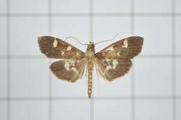 Image de Herpetogramma luctuosalis Guenée 1854