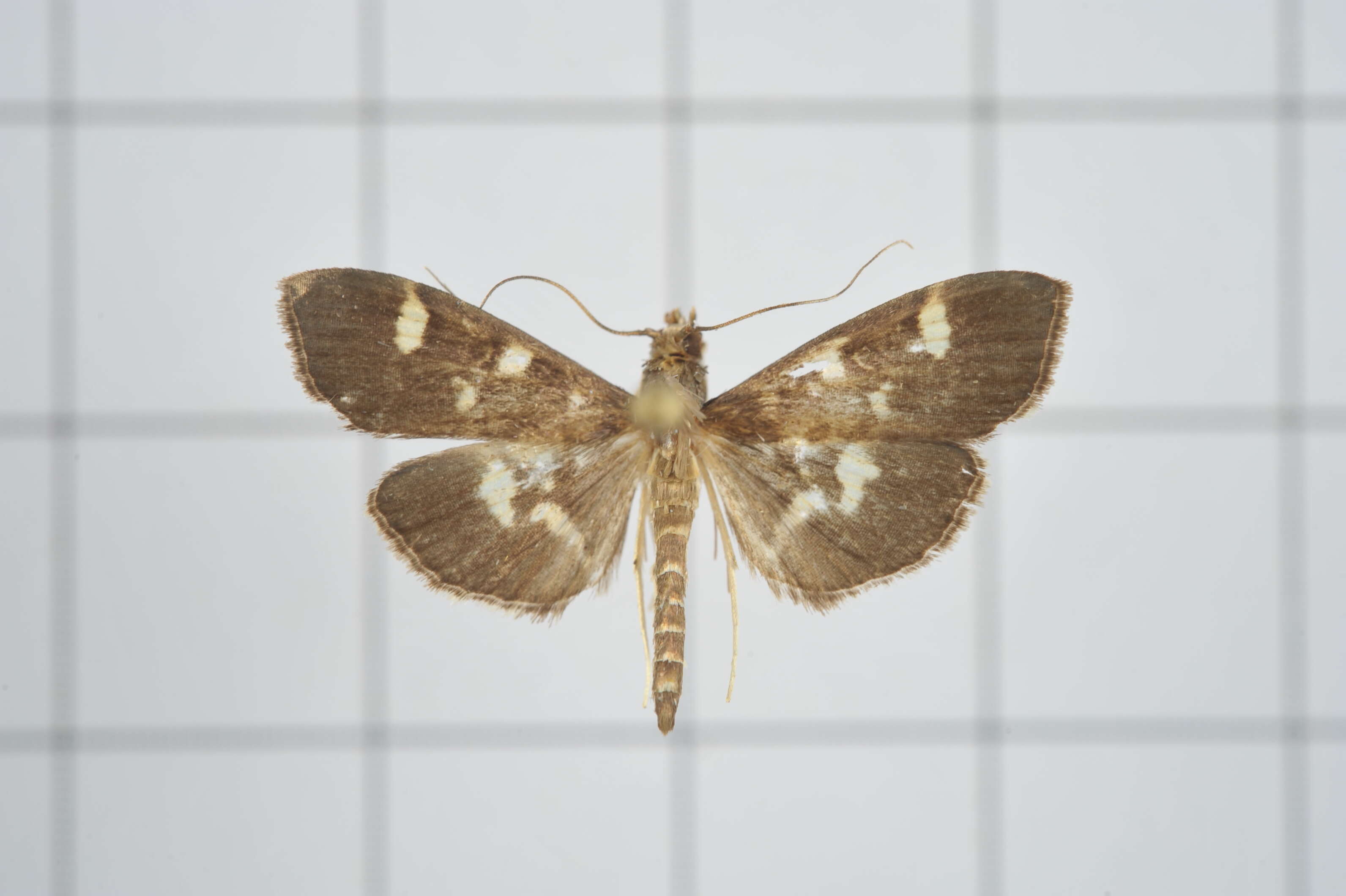 Image de Herpetogramma luctuosalis Guenée 1854