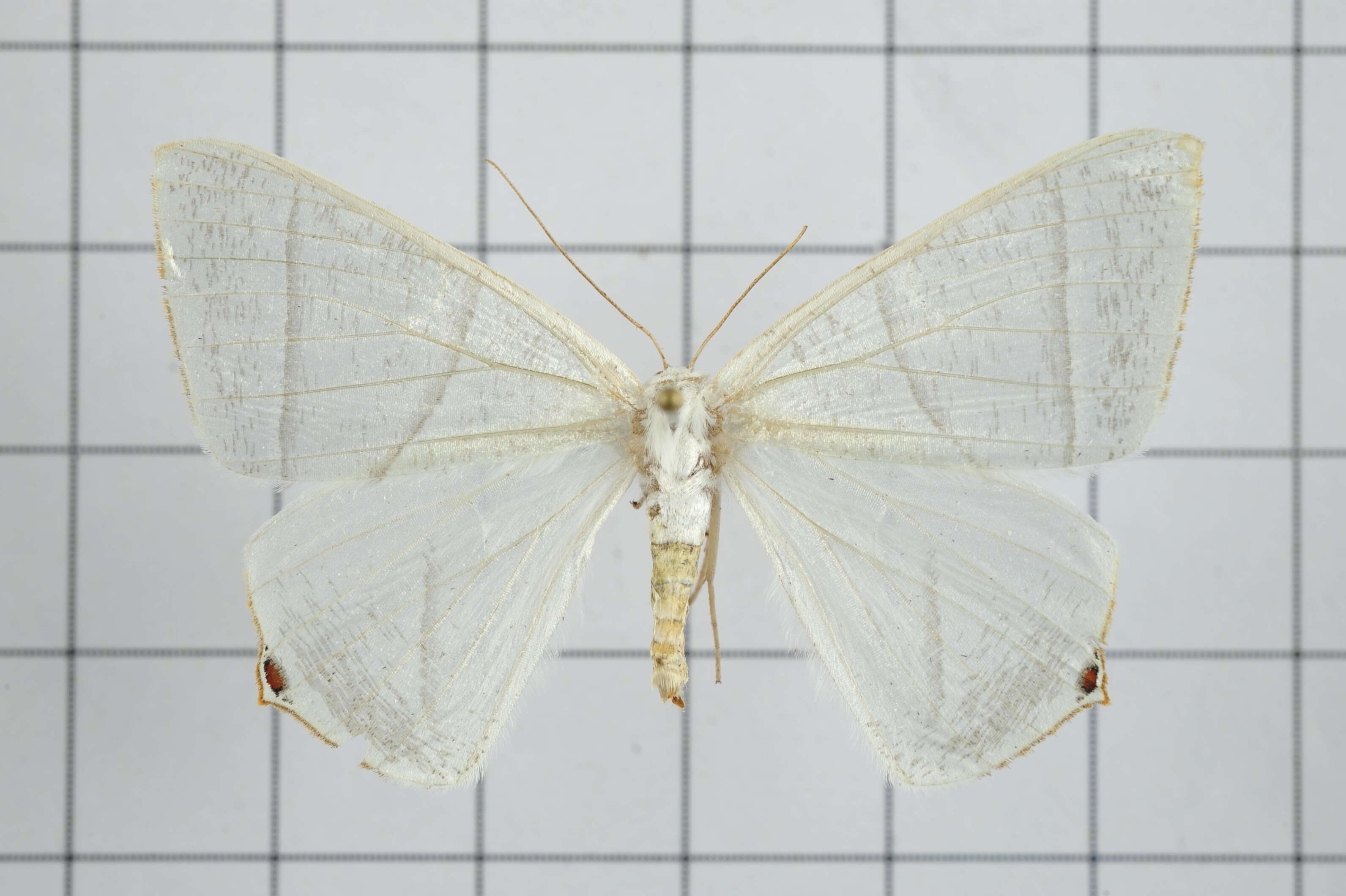 Image of Ourapteryx caecata Bastelberger 1911