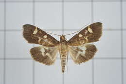 Image de Herpetogramma luctuosalis Guenée 1854