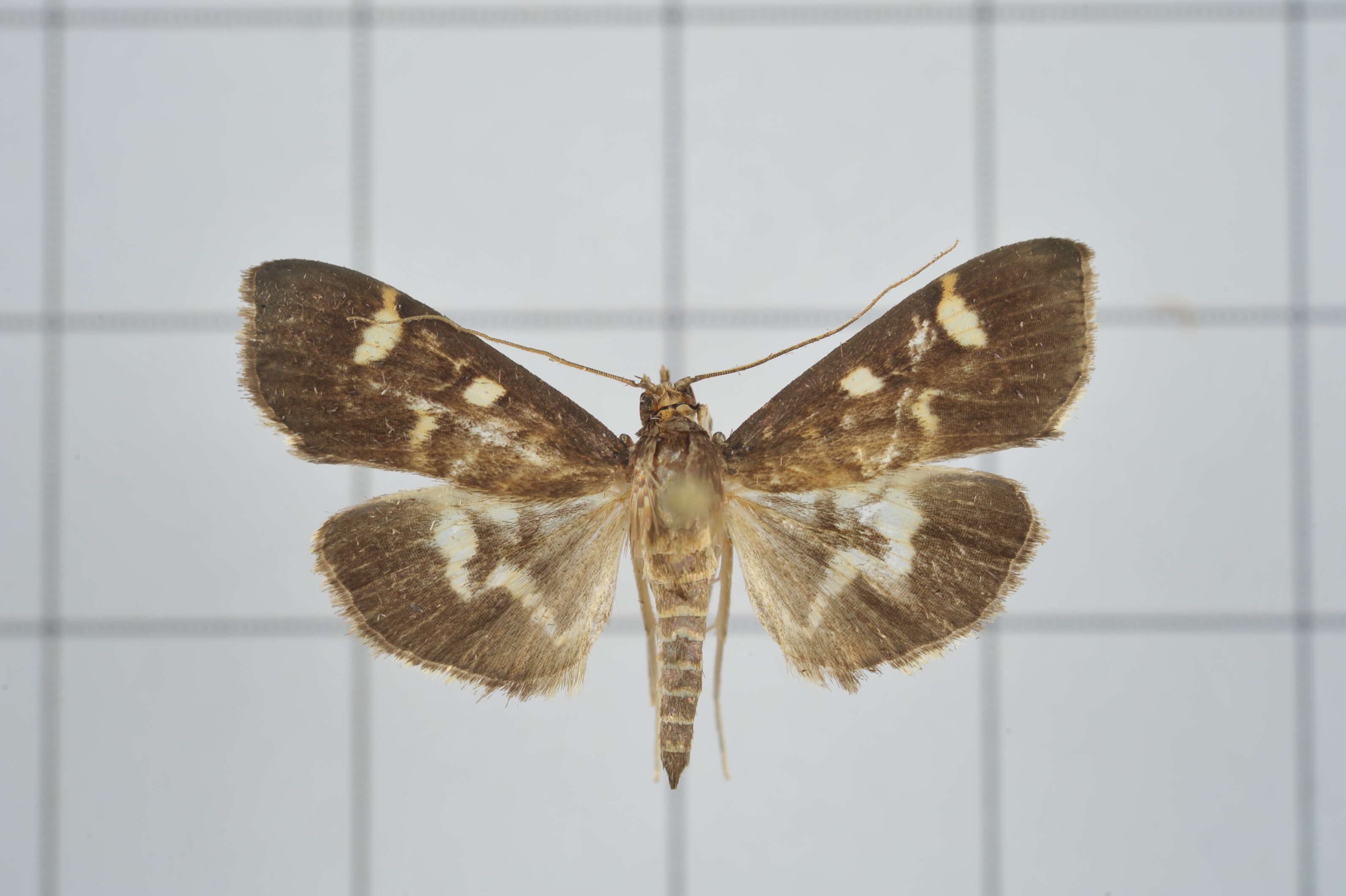 Image de Herpetogramma luctuosalis Guenée 1854