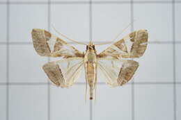 Agrioglypta itysalis Walker 1859 resmi