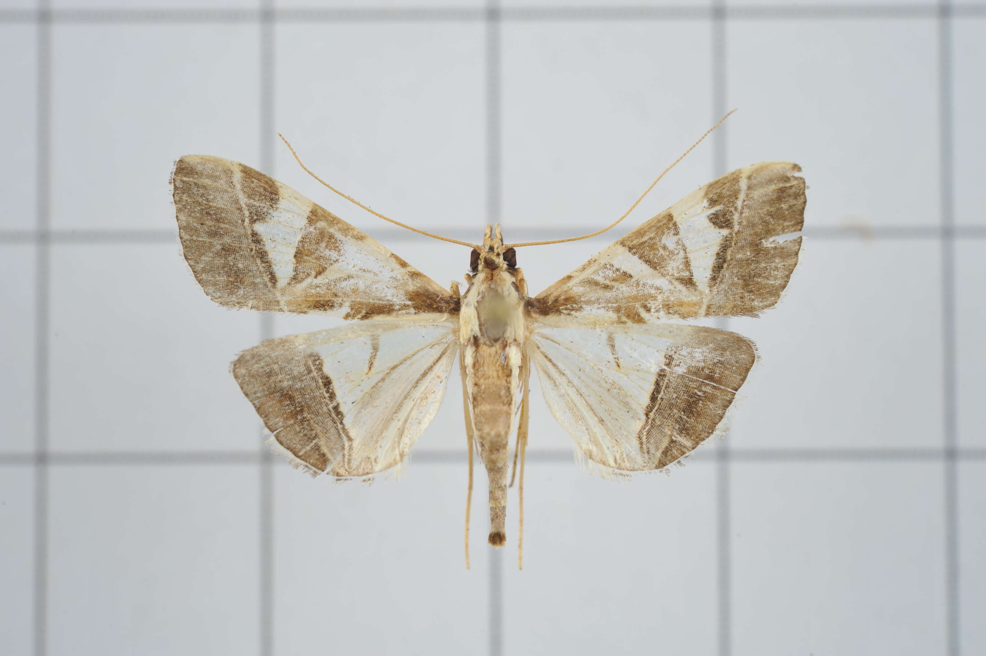 Sivun Agrioglypta itysalis Walker 1859 kuva