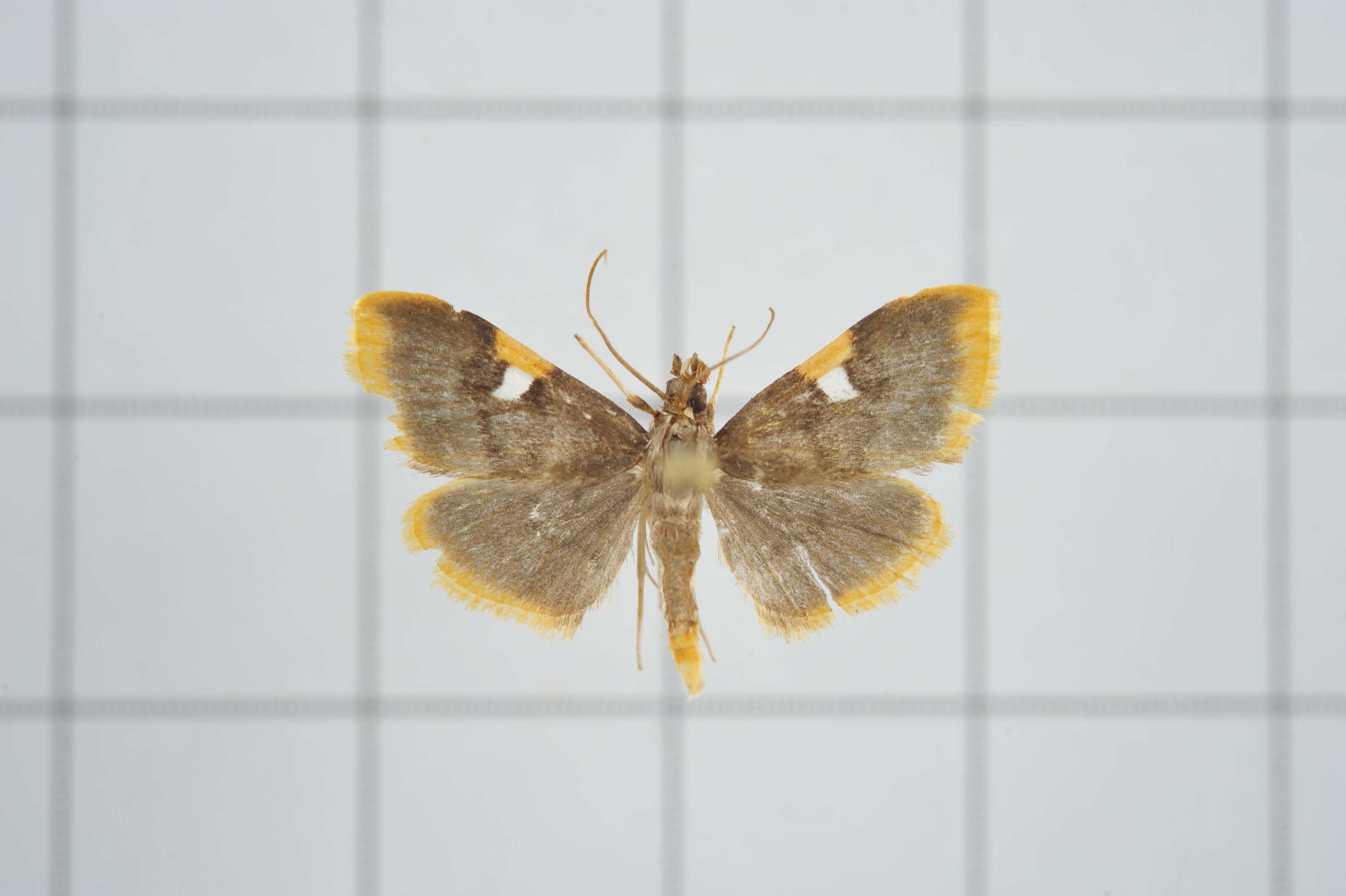 Image of Callibotys carapina