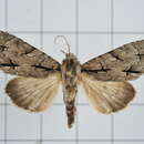 Image of Acronicta intermedia Warren 1910