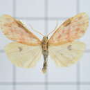 Image of Cyana effracta (Walker 1854)