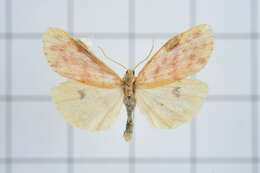 Image of Cyana effracta (Walker 1854)