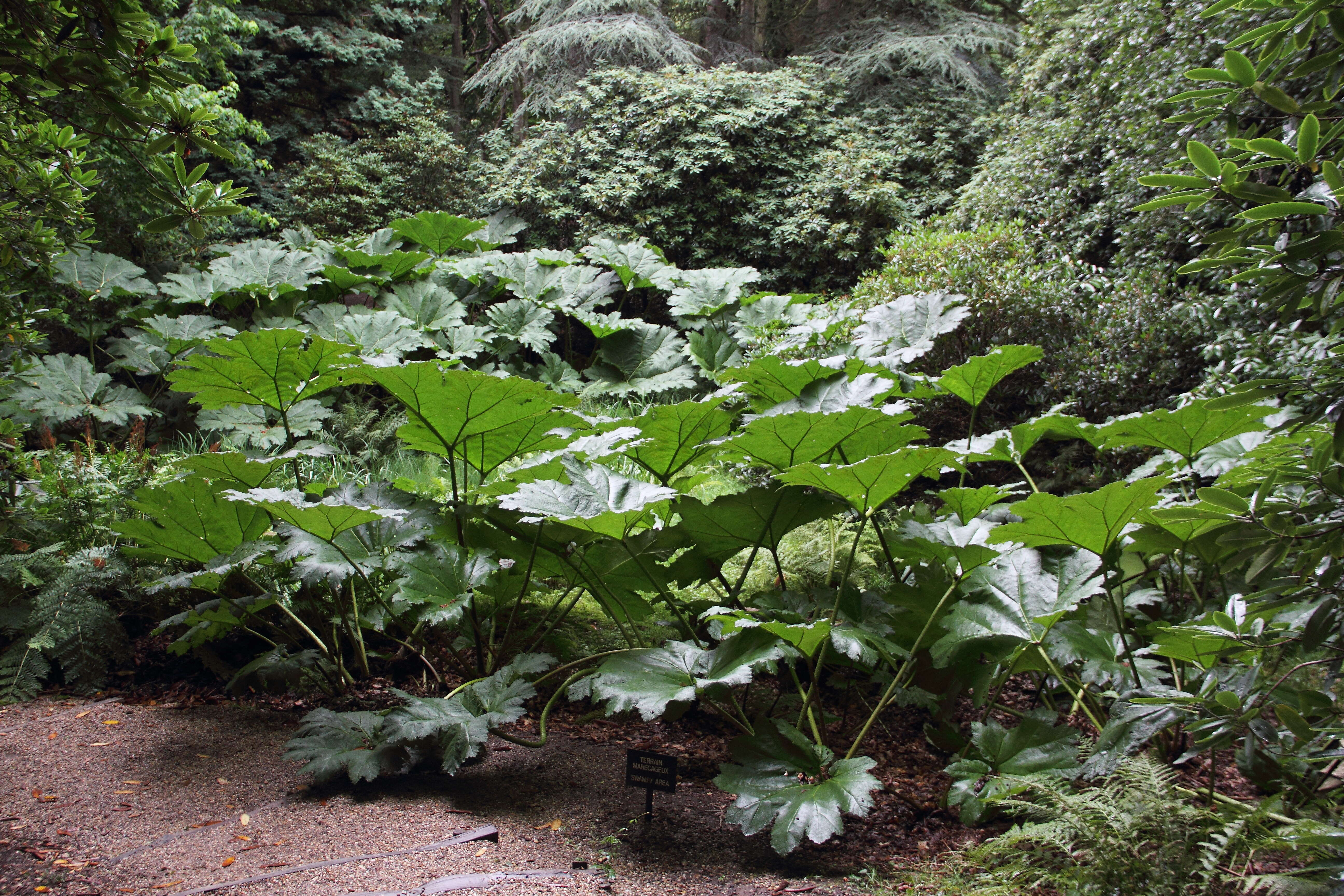 Image of giant rhubarb