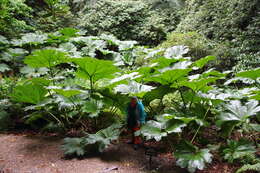 Image of giant rhubarb