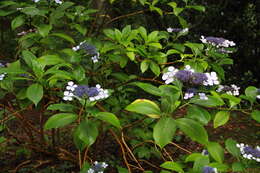 Image of Hydrangea serrata (Thunb.) Ser.