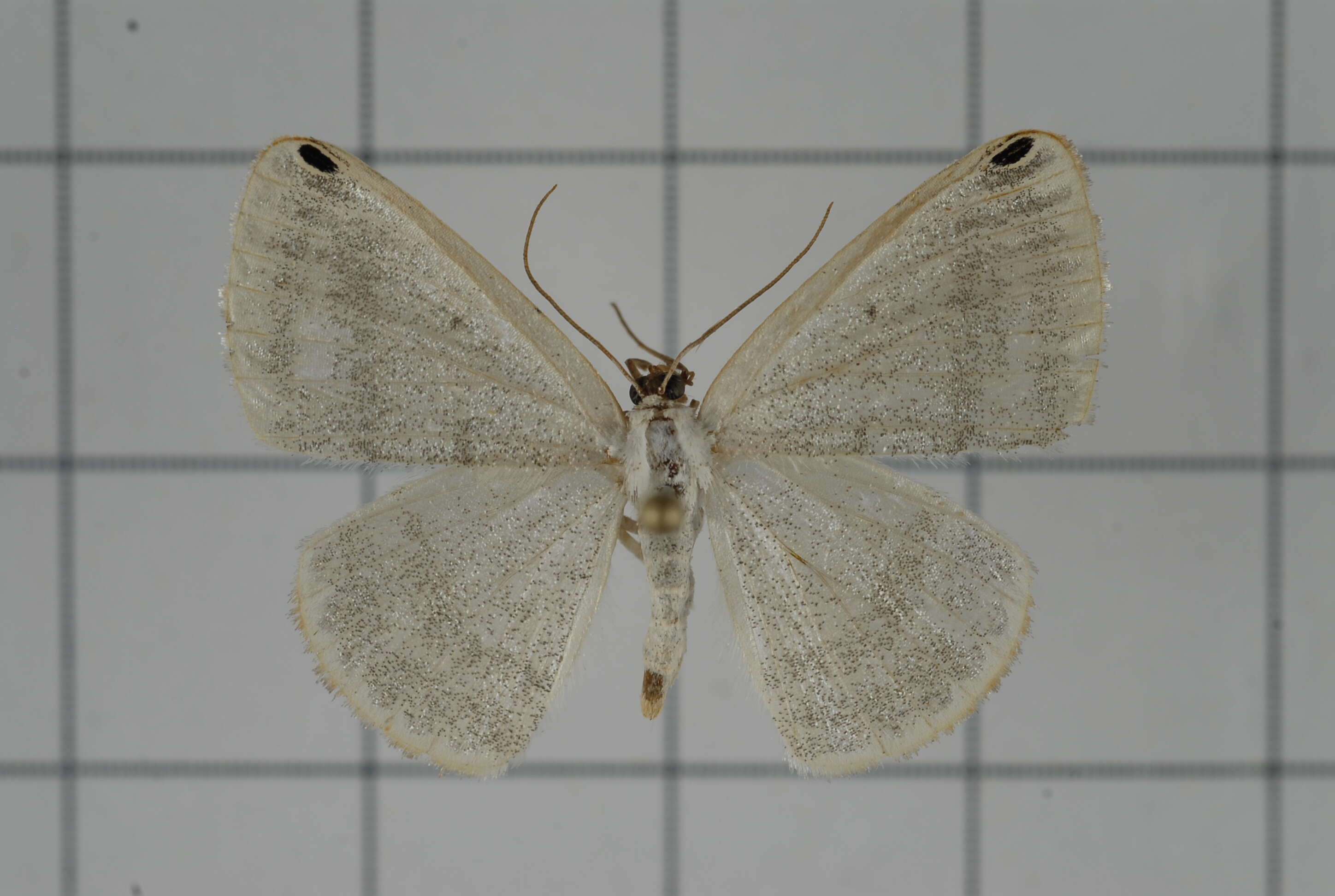 Image of Lomographa percnosticta