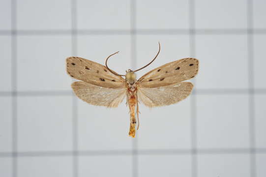 Image of Ethmia octanoma Meyrick 1914