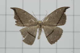 Image of Albara reversaria Walker 1866