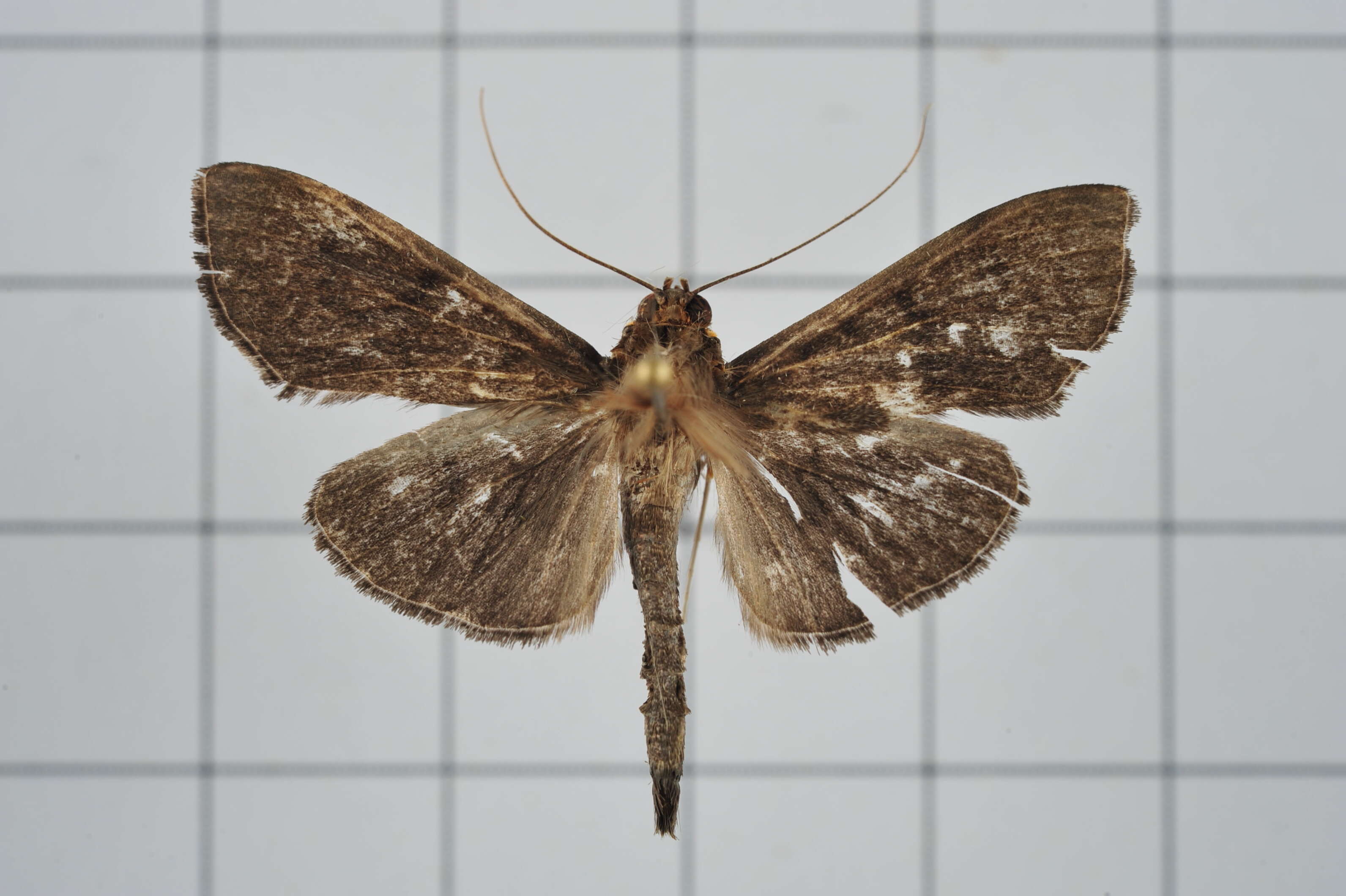 Image of Omiodes noctescens Moore 1888