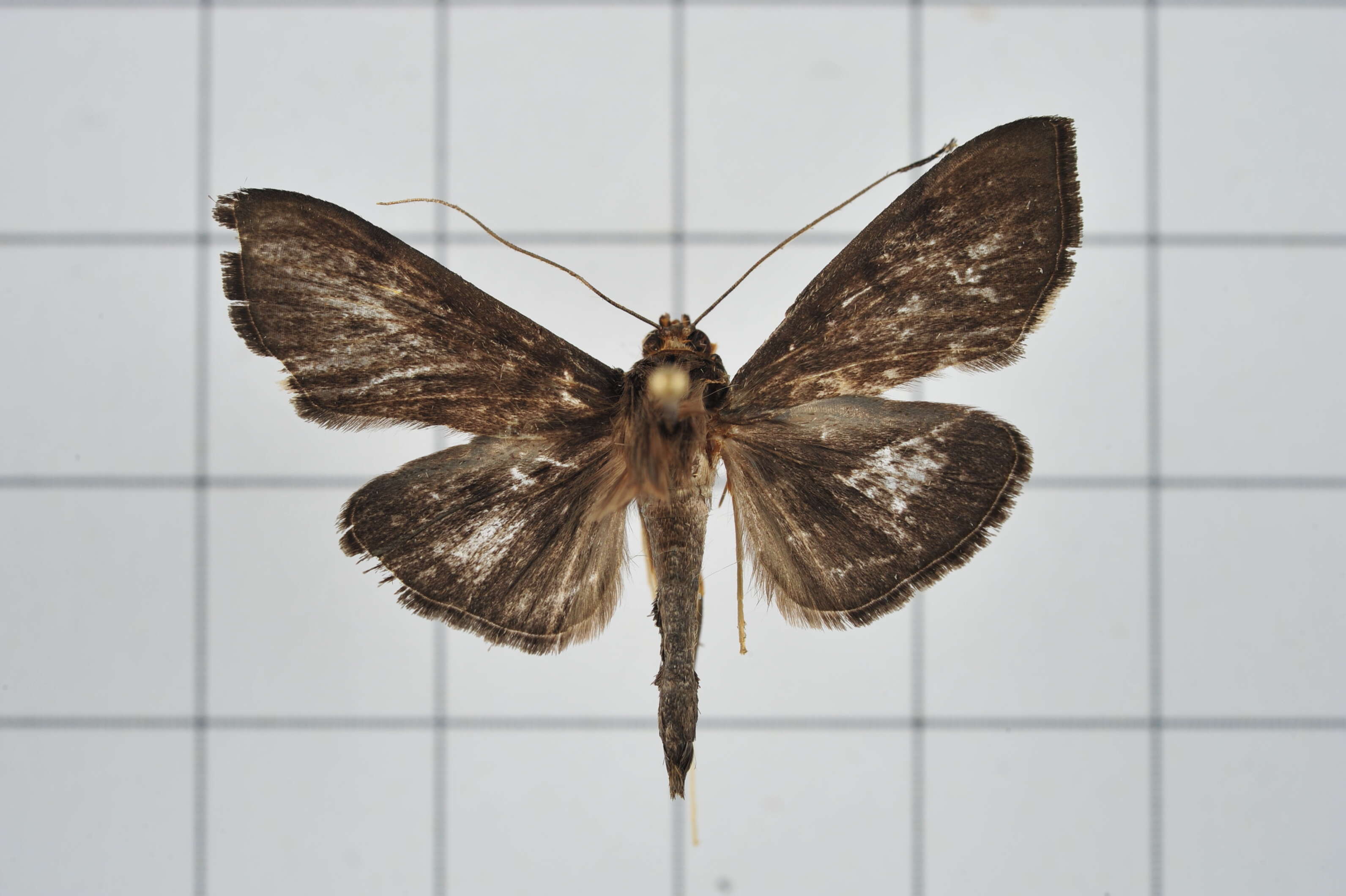 Image of Omiodes noctescens Moore 1888